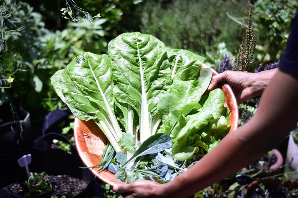 The Gut-Immune Connection: 8 Ways to Strengthen Your Gut Microbiome