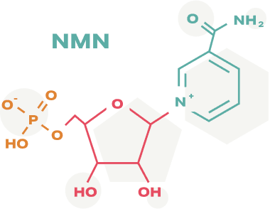 NMN structure